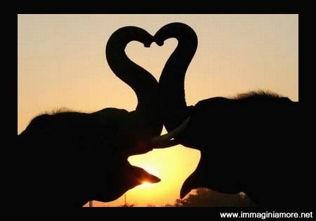 Immagine Tramonto Elefanti